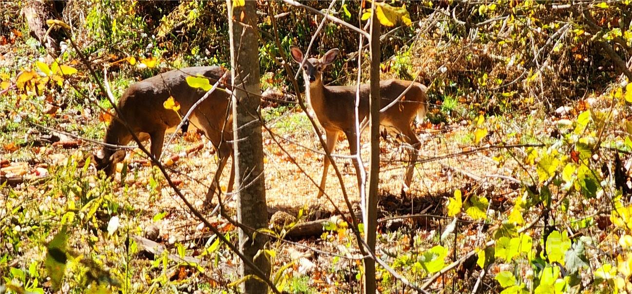 201 Clifford Fowler Road Hot Springs, NC 28743 - Photo 4 of 47 a picture of a tree