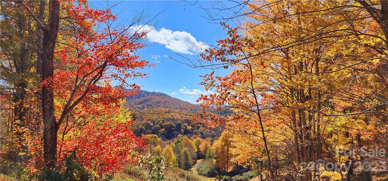 201 Clifford Fowler Road Hot Springs, NC 28743 - Photo 7 of 47 a view of tree