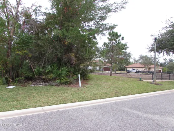 a view of a park that has a large tree