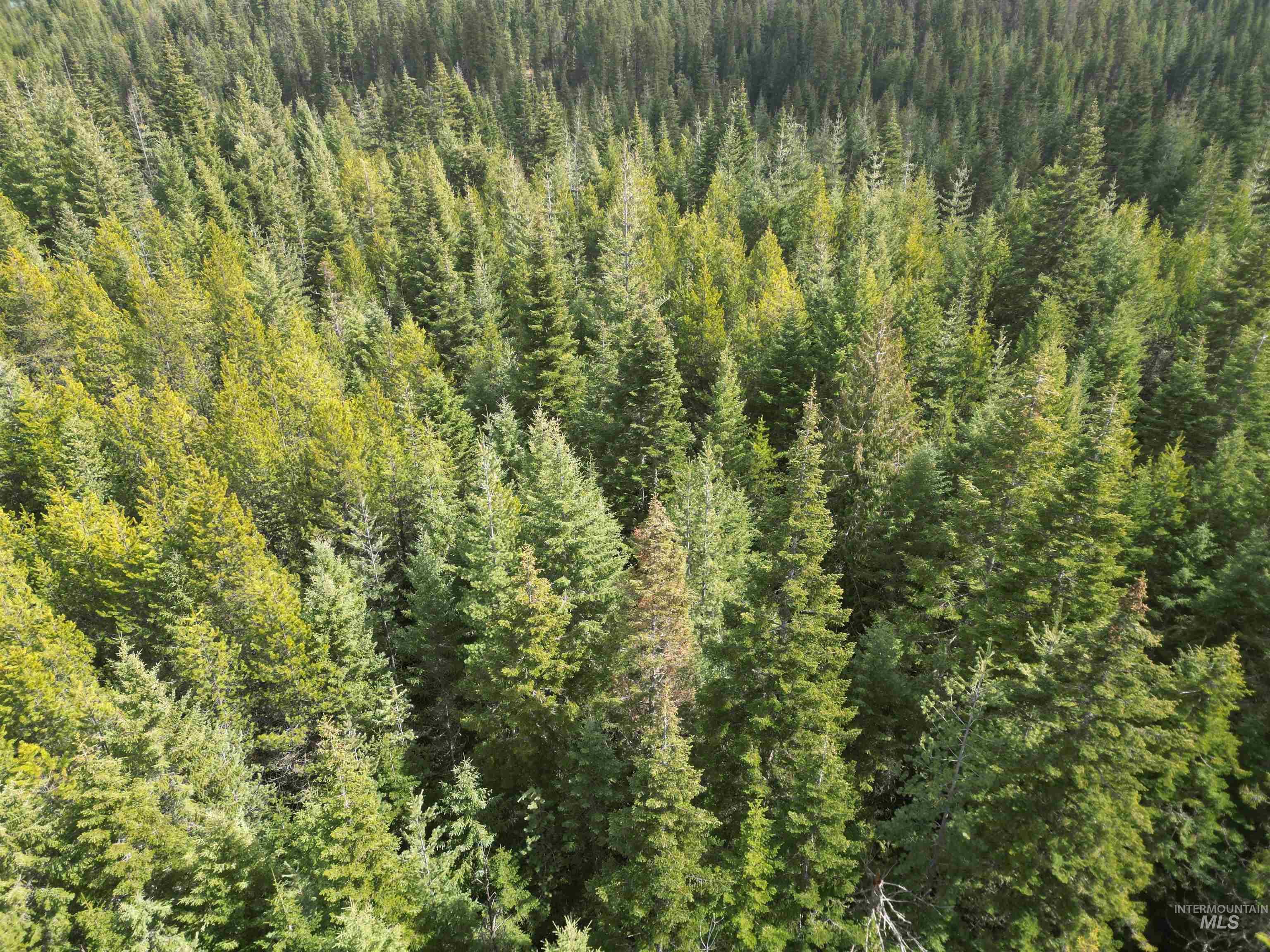 Tbd Lot 11 Tbd Lane Weippe, ID 83553 - Photo 7 of 29