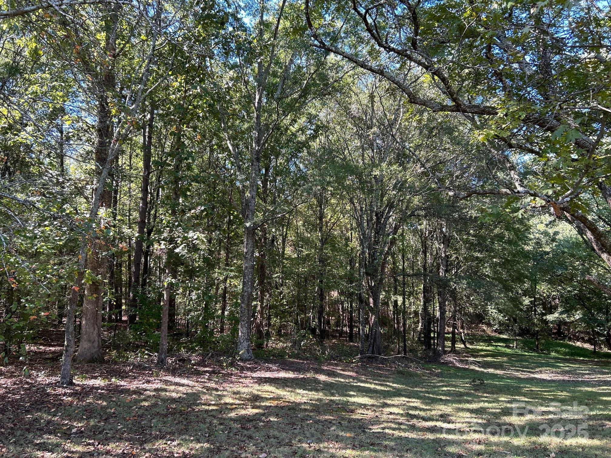 a view of a tree in the middle of a yard