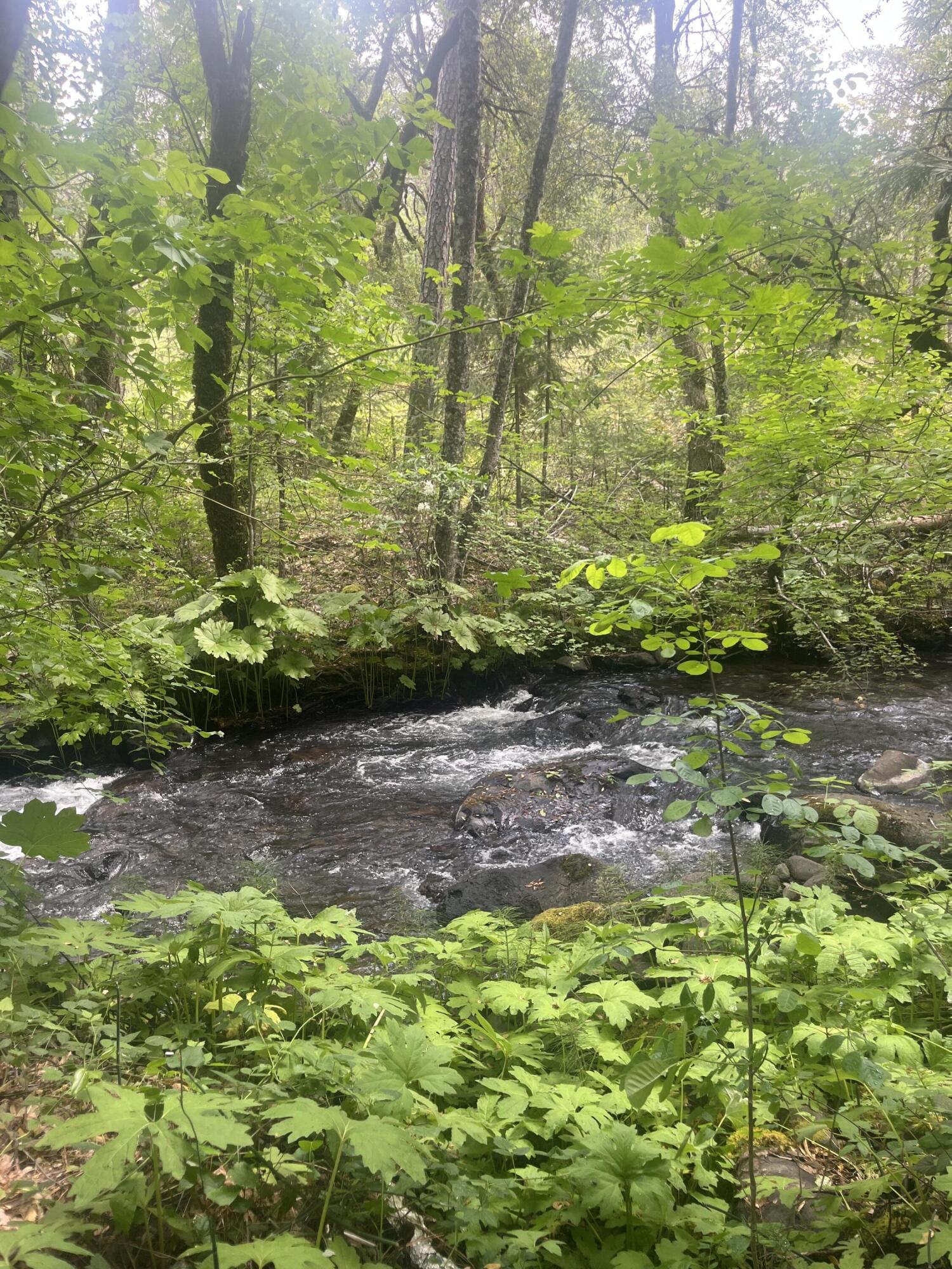 30303 Oak Run To Fern Road Whitmore, CA 96096 - Photo 65 of 75 Creek