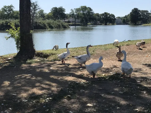 a view of a lake from a yard