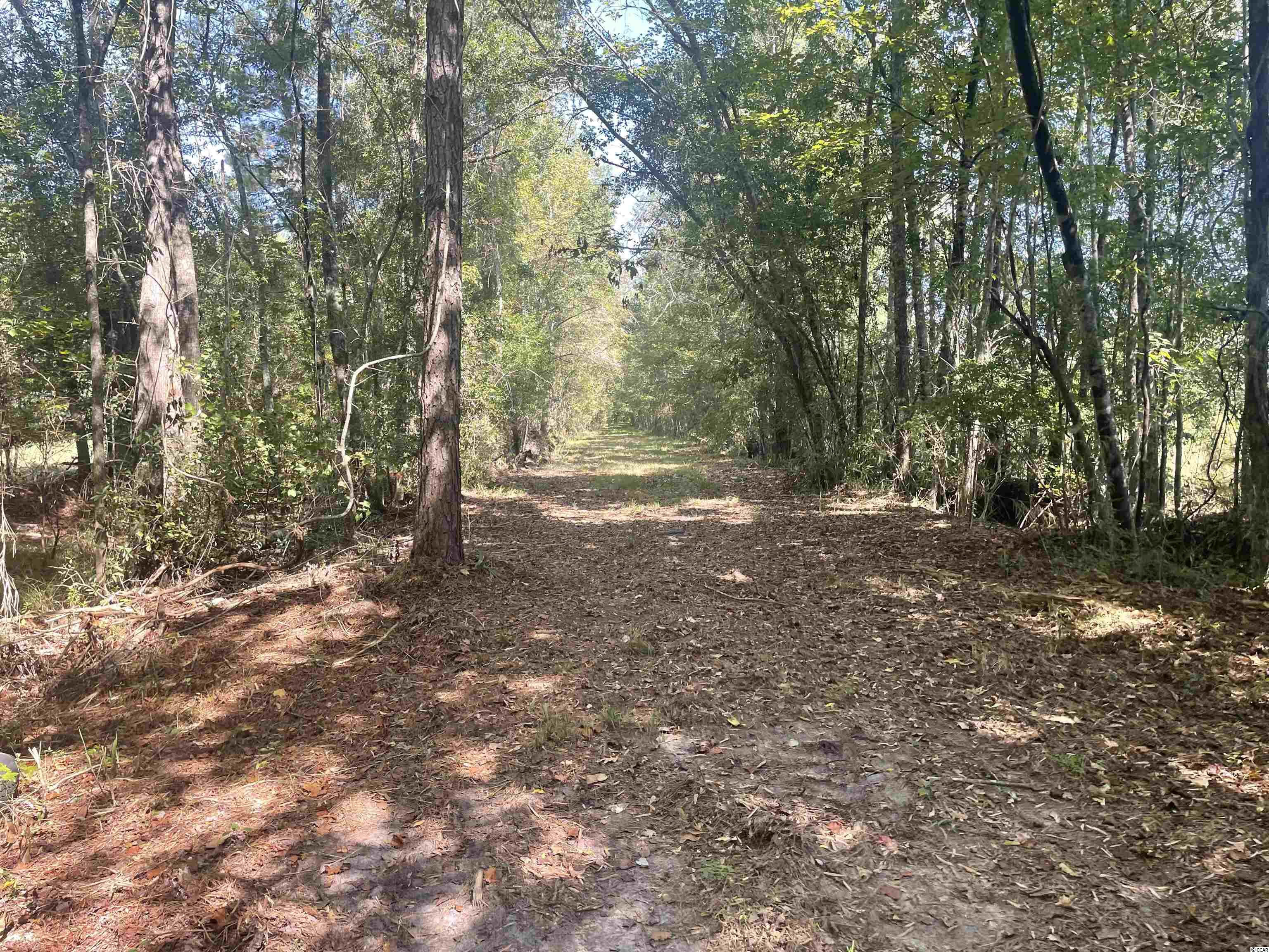 5161 Long Branch Swamp Road Green Sea, SC 29545 - Photo 4 of 26 Gallery Image 4