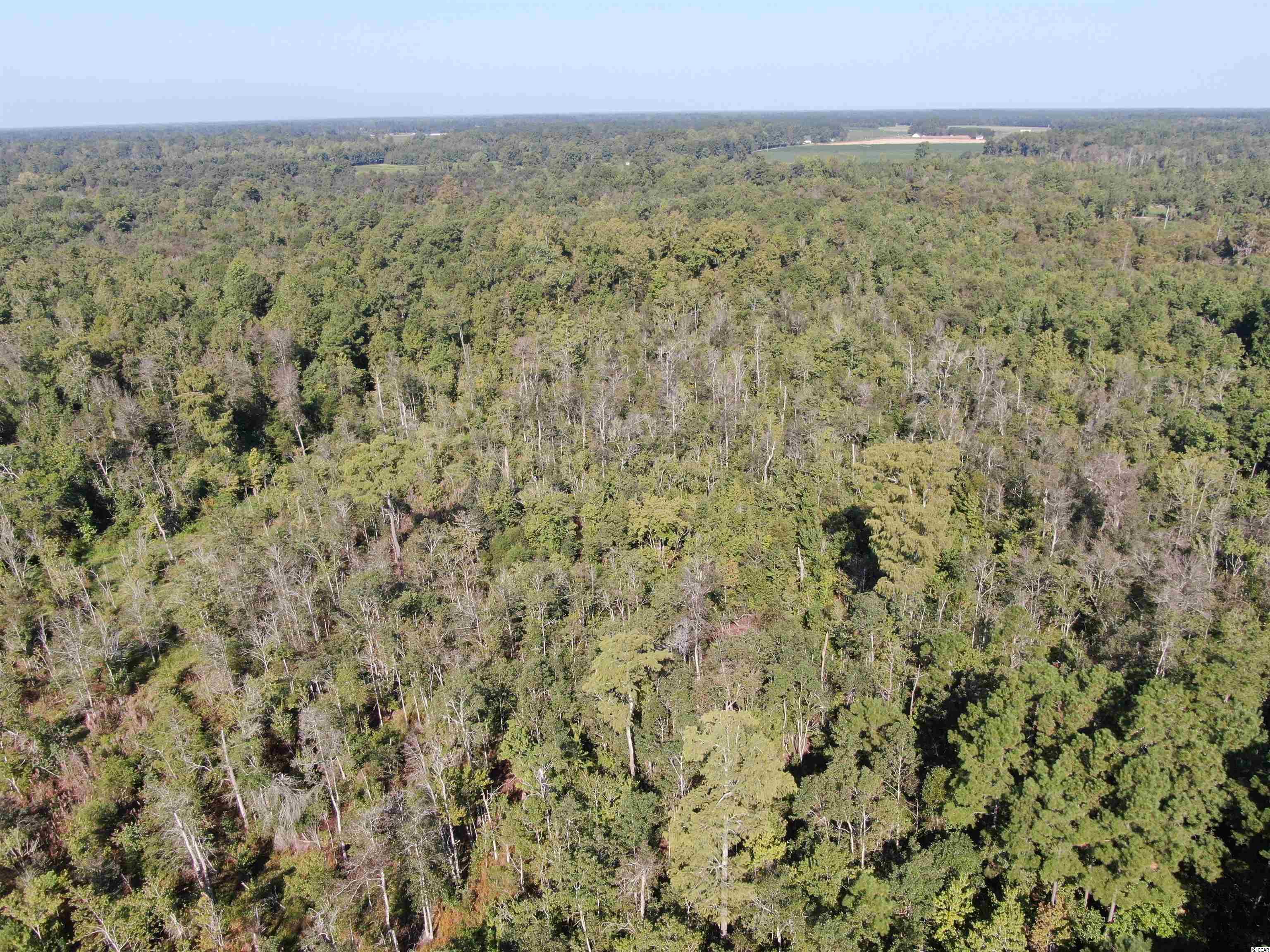 5161 Long Branch Swamp Road Green Sea, SC 29545 - Photo 8 of 26 Gallery Image 8