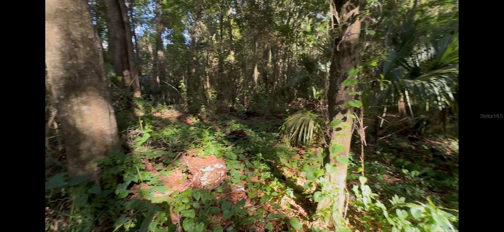 2339 Southeast Hawthorne Road Gainesville, FL 32641 - Photo 17 of 19 a backyard of a house with lots of green space