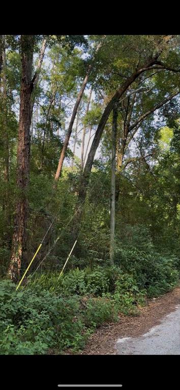 2339 Southeast Hawthorne Road Gainesville, FL 32641 - Photo 18 of 19 a backyard of a house with lots of green space