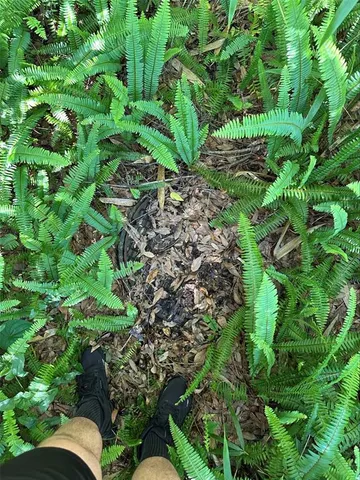 a view of a garden with plants
