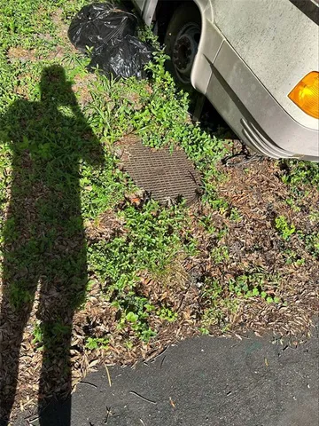 a close up of a plant in a garden