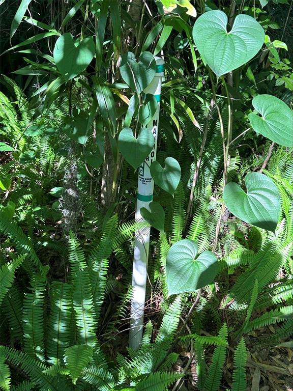 2339 Southeast Hawthorne Road Gainesville, FL 32641 - Photo 10 of 19 a close up of a plant in a garden