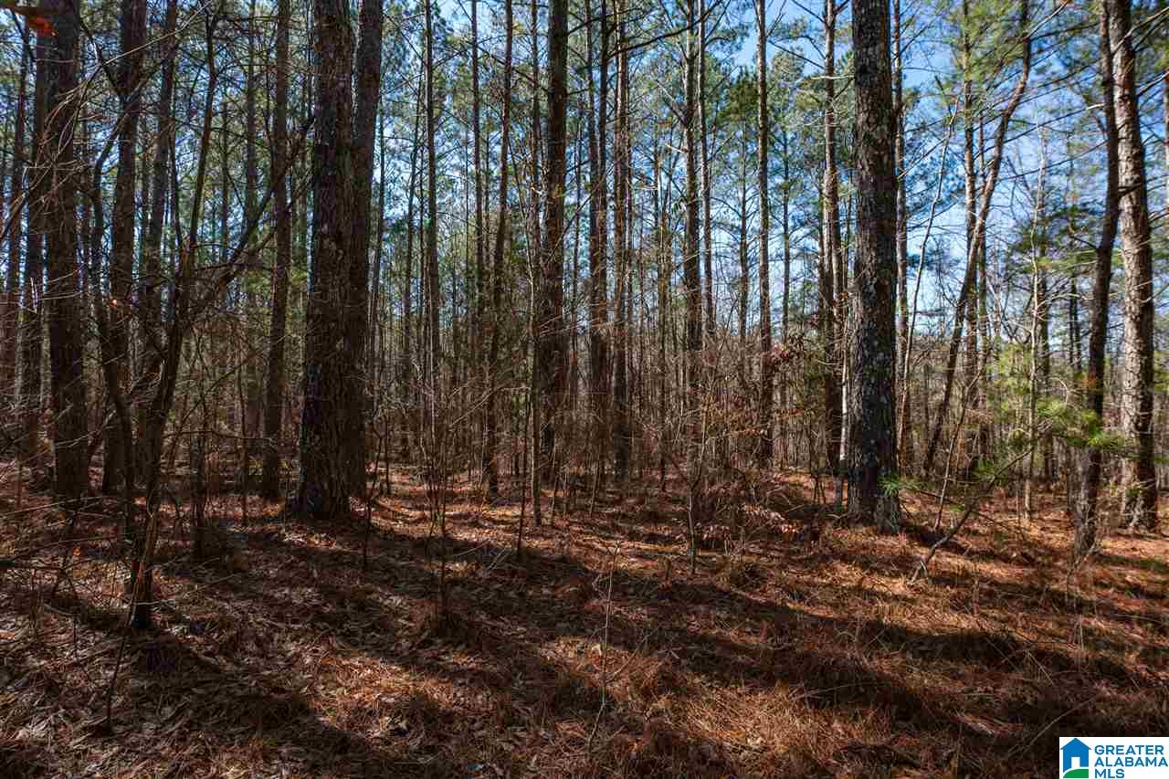 539 Jim Bagwell Road Empire, AL 35063 - Photo 25 of 35 Gallery Image 25