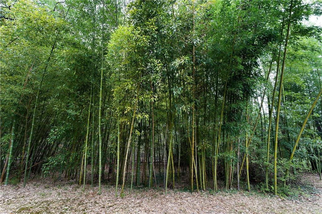 79 Floyd Road Southwest Cartersville, GA 30120 - Photo 40 of 50 a view of outdoor space and yard
