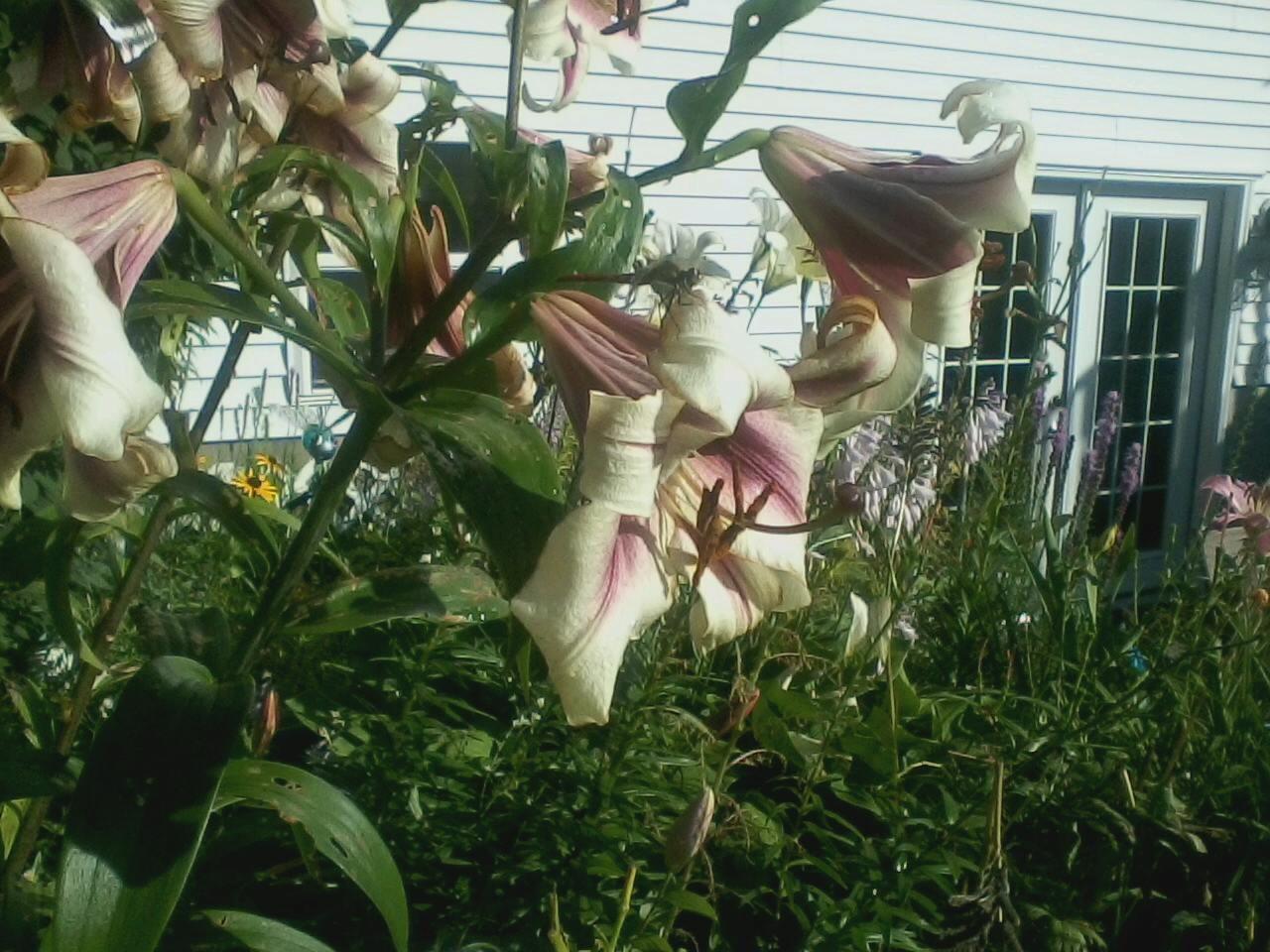 1064 Middle Road Dresden, ME 04342 - Photo 36 of 65 These are some of my Turmpet Lilies in m