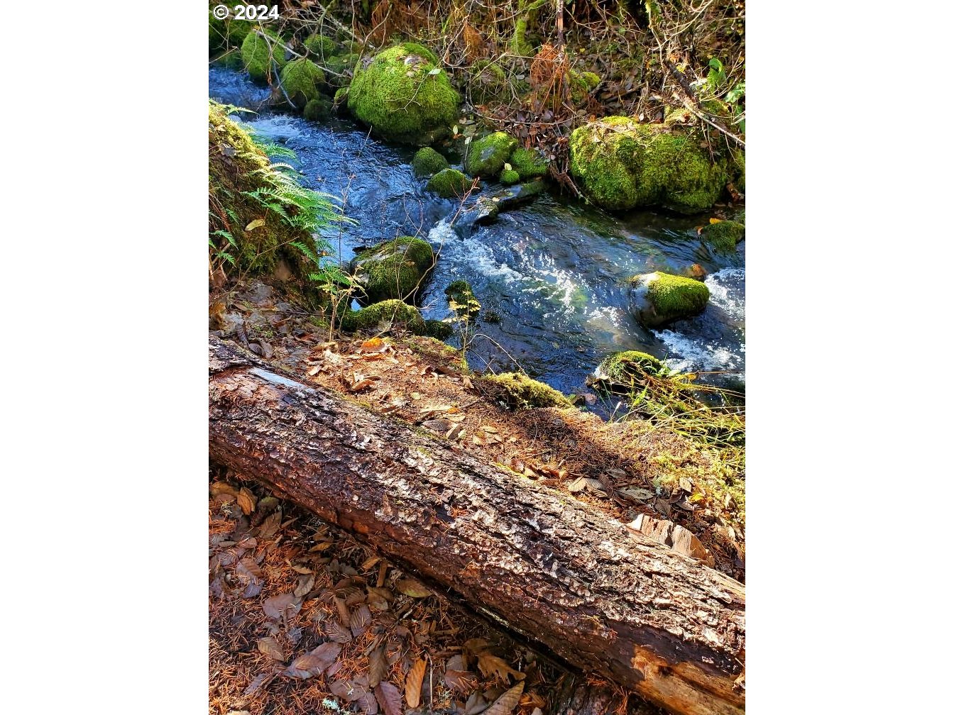 49220 Mountain View Road Oakridge, OR 97463 - Photo 11 of 20