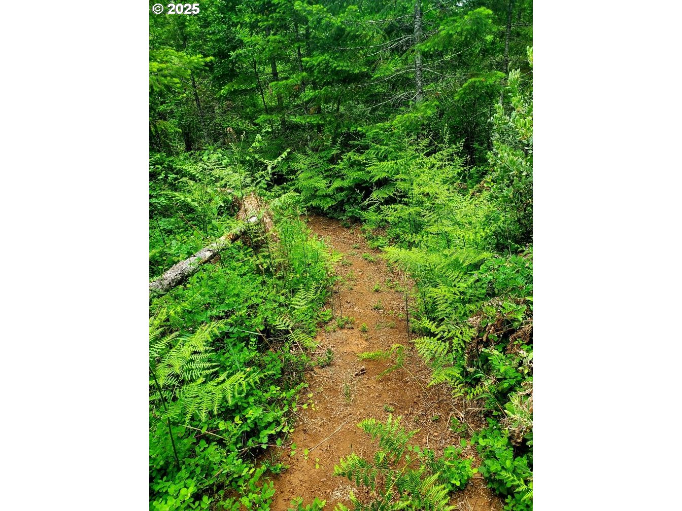 49220 Mountain View Road Oakridge, OR 97463 - Photo 12 of 20 Backyard