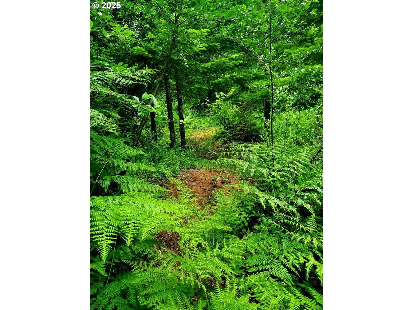 49220 Mountain View Road Oakridge, OR 97463 - Photo 13 of 20 Creek