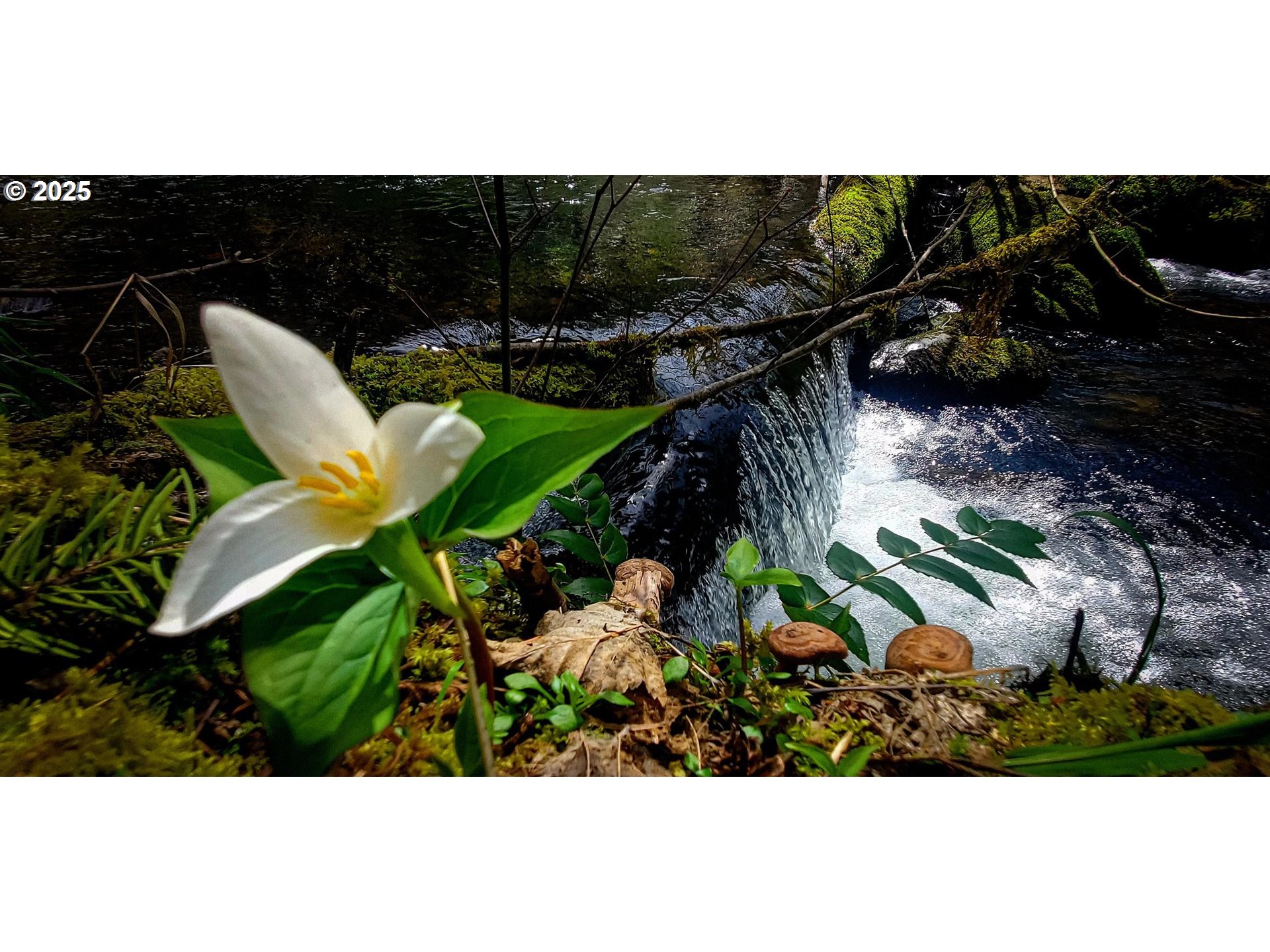 49220 Mountain View Road Oakridge, OR 97463 - Photo 14 of 20