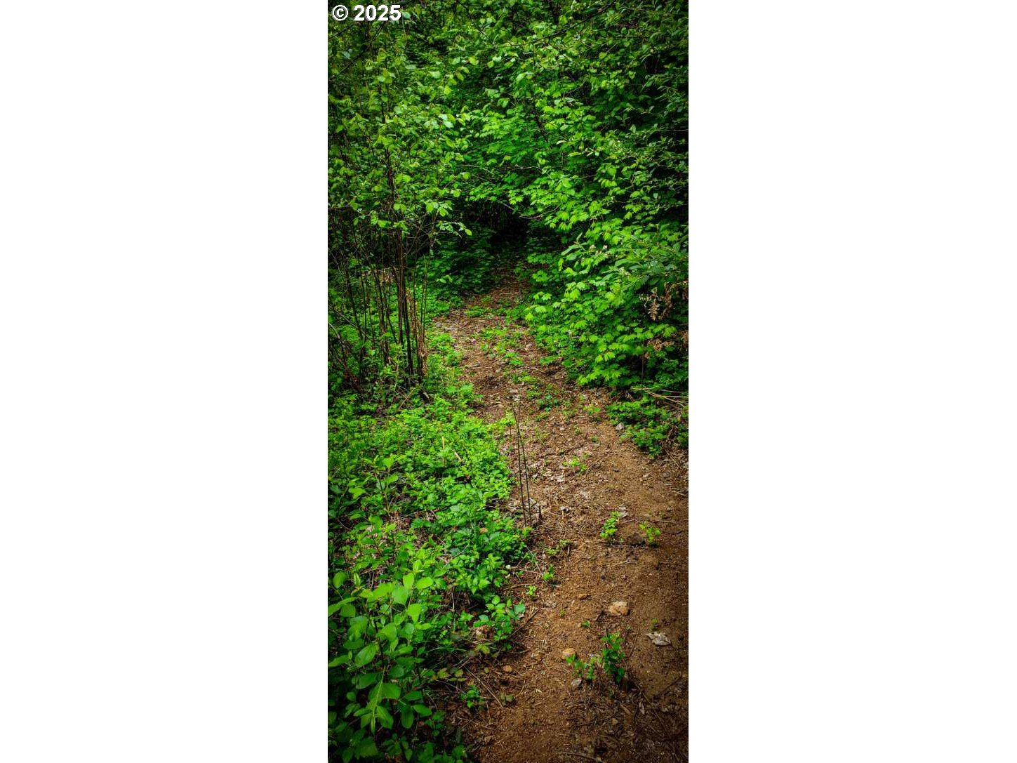 49220 Mountain View Road Oakridge, OR 97463 - Photo 16 of 20