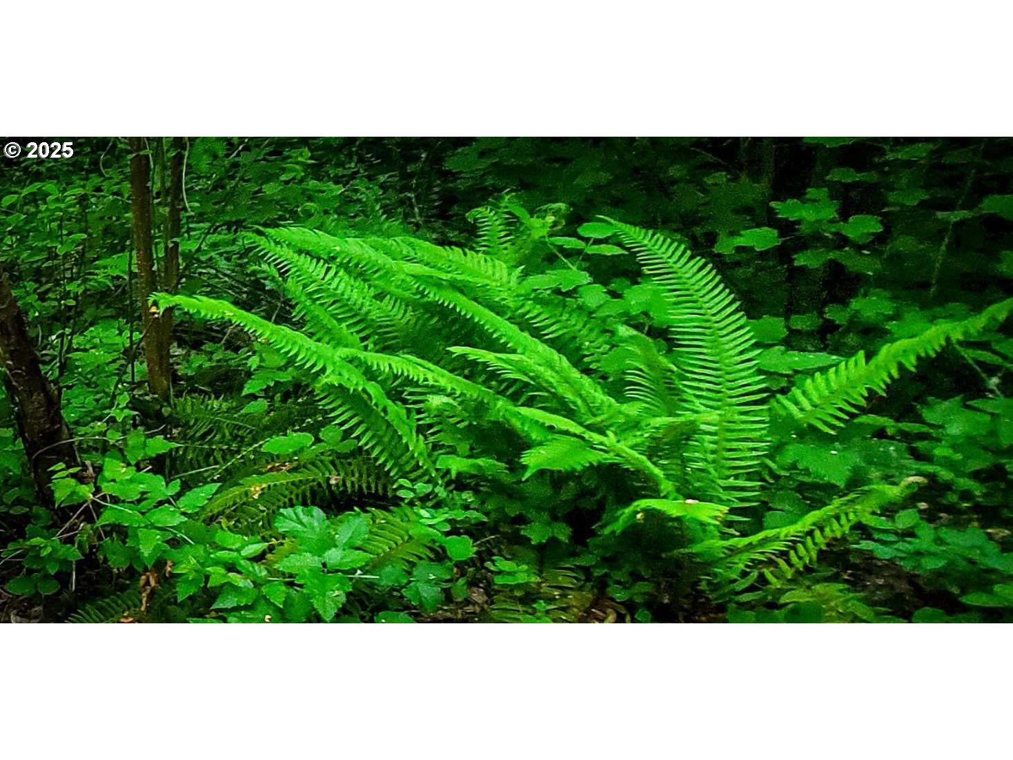 49220 Mountain View Road Oakridge, OR 97463 - Photo 18 of 20