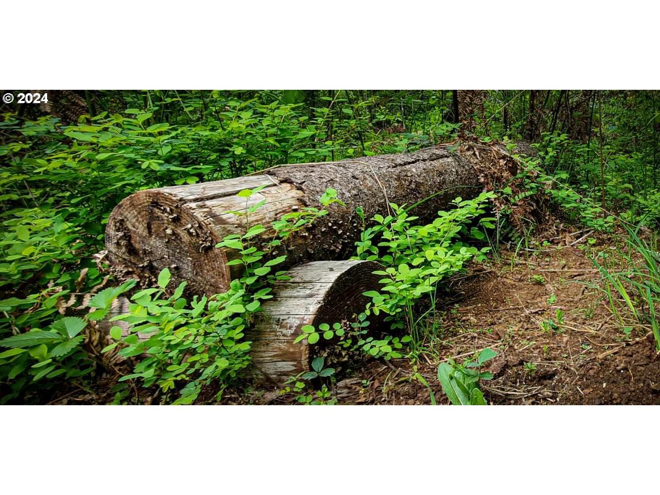 49220 Mountain View Road Oakridge, OR 97463 - Photo 8 of 20