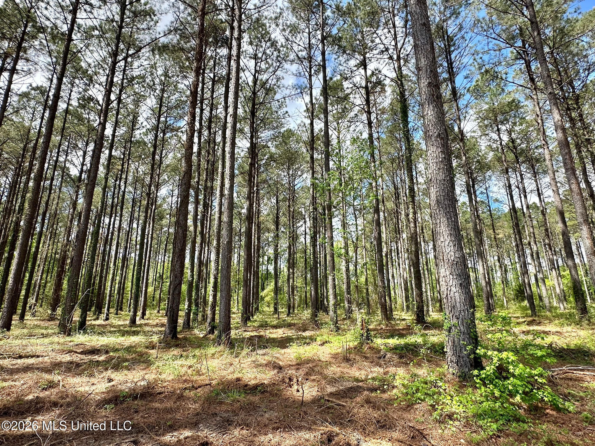 2 Morgan Road Canton, MS 39046 - Photo 6 of 19 6