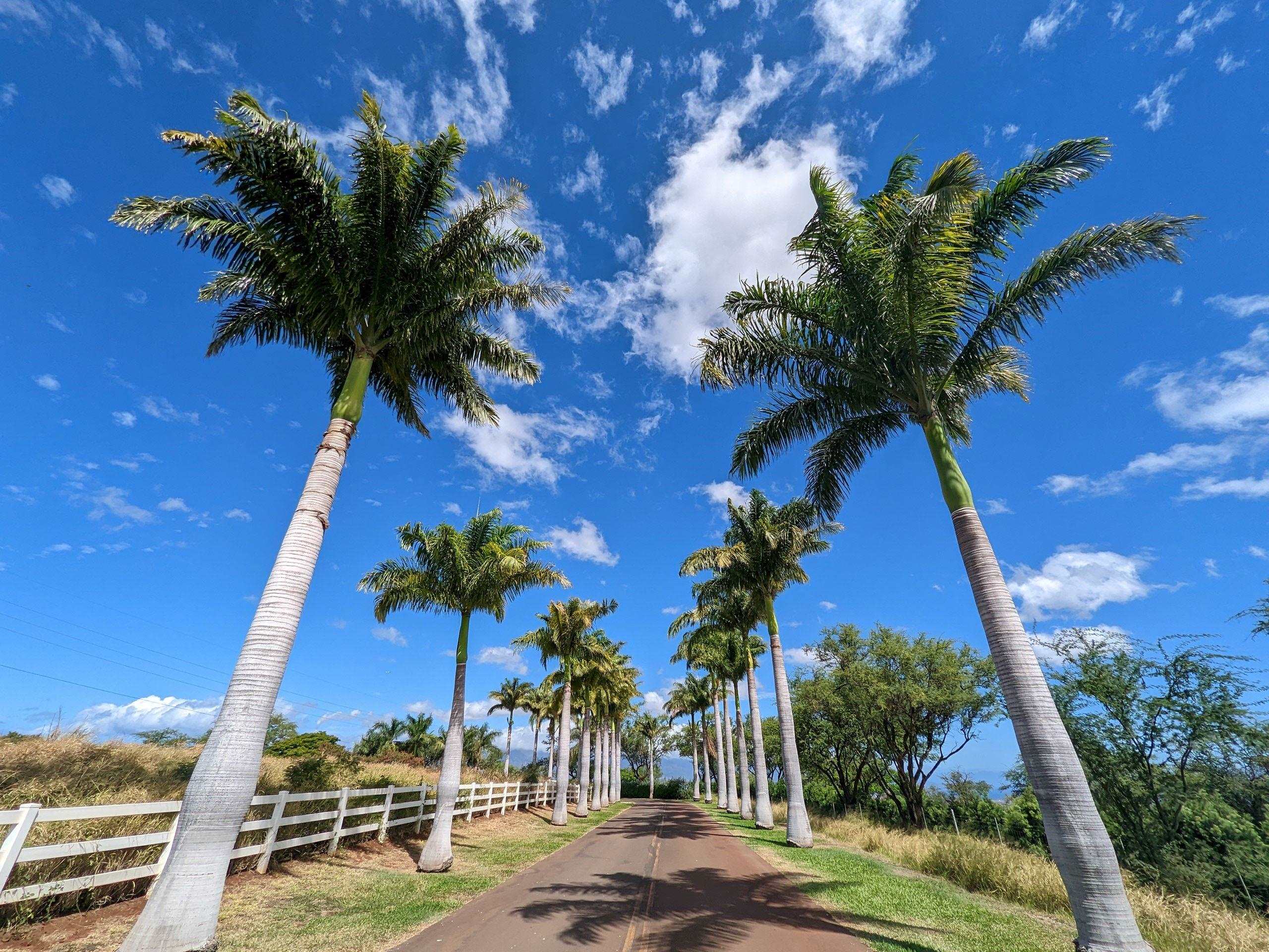 80 Opalipali Place Kula, HI 96790 - Photo 3 of 15 front view of a house with a palm tree