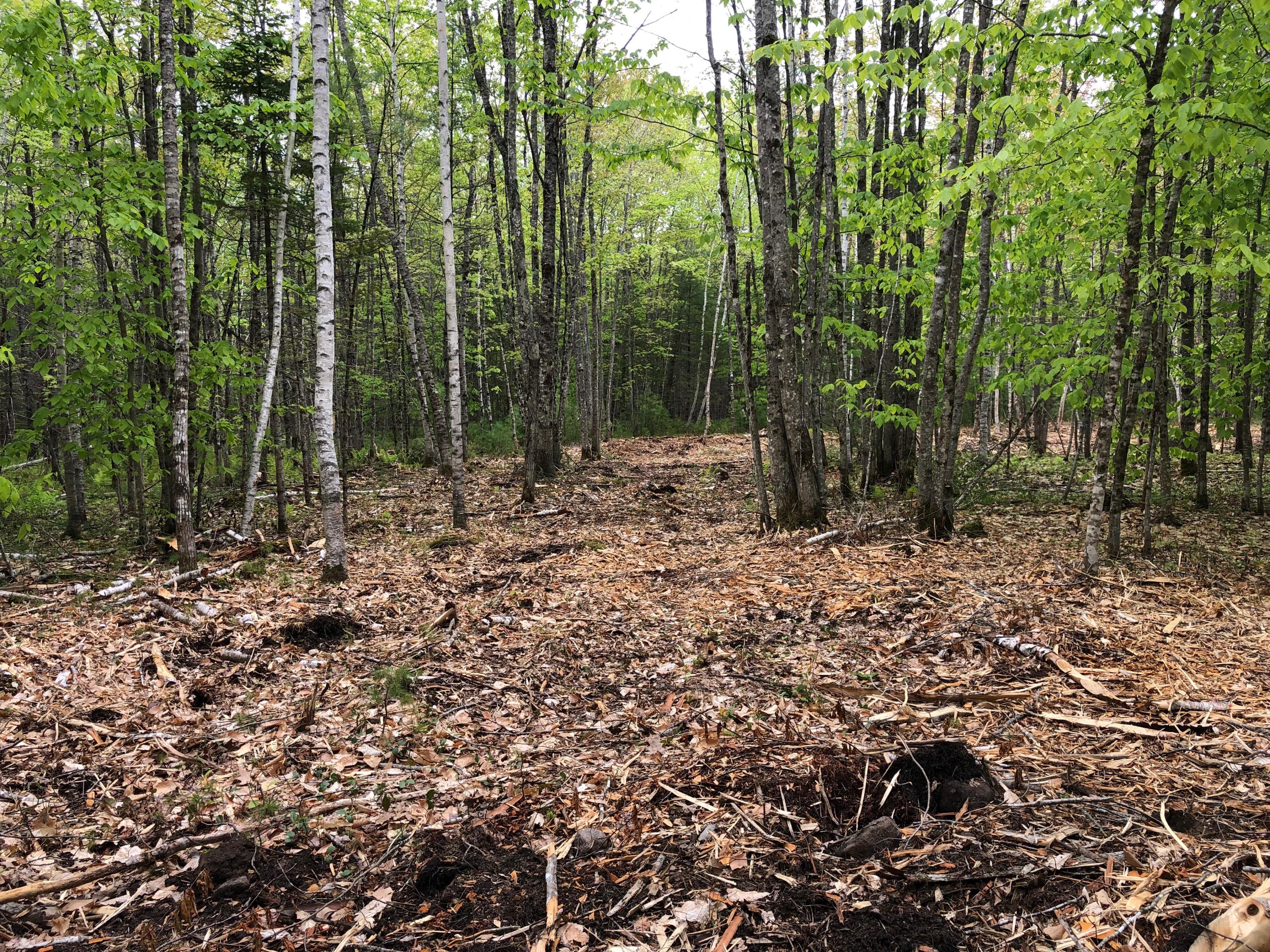 Lot 2 Lewis Road Harrison, ME 04040 - Photo 1 of 2 Lot 2 photo