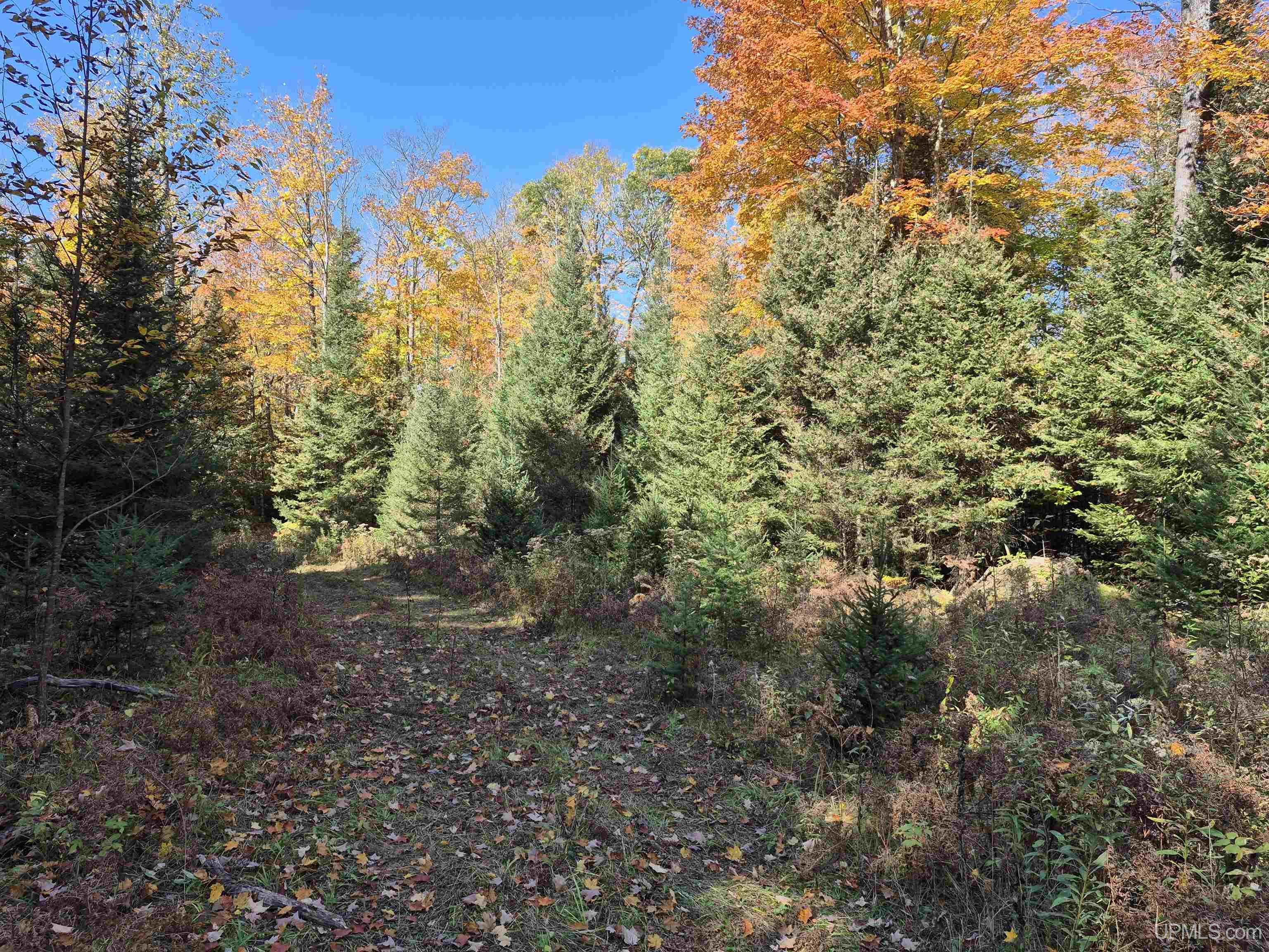 40-acres Mattson Road Felch, MI 49831 - Photo 19 of 45 Gallery Image 19