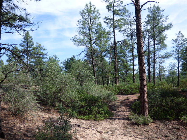 39 Saddleback Trail Star Valley, AZ 85541 - Photo 4 of 9 a view of a forest with trees