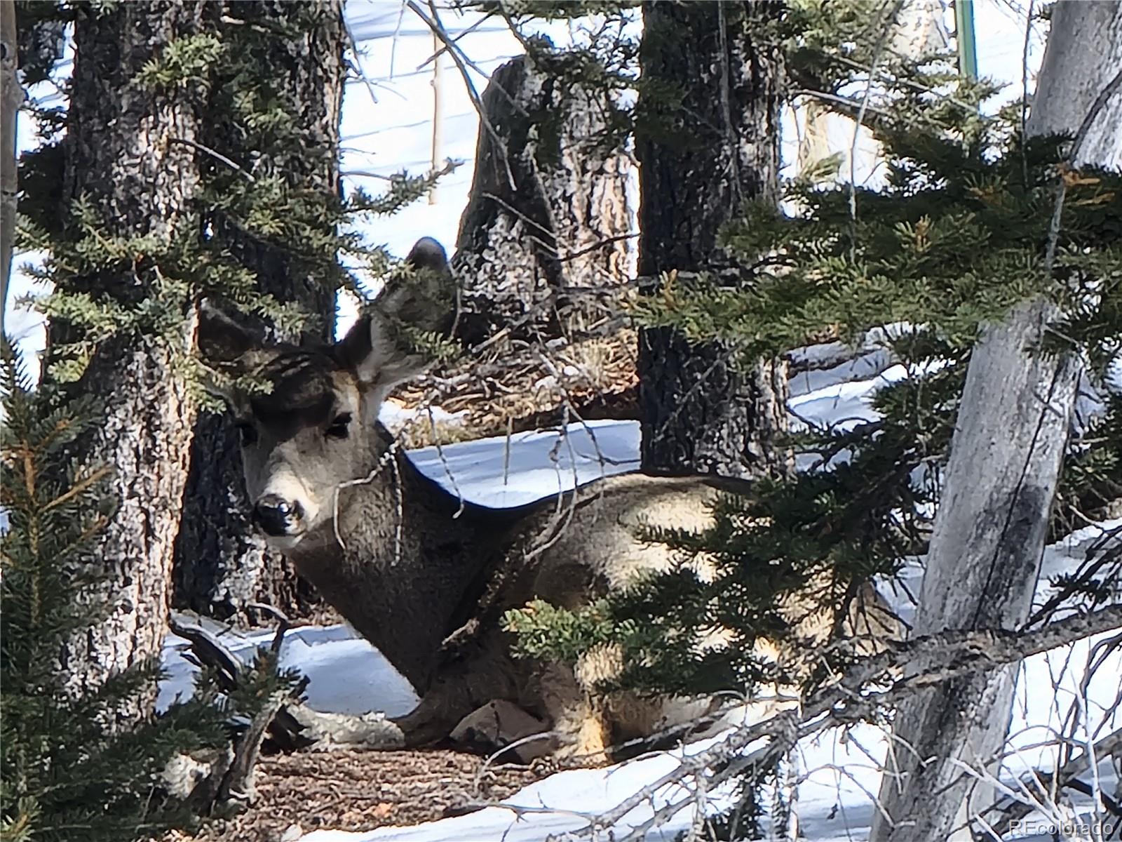 340 Wampum Lane Como, CO 80456 - Photo 33 of 35 a view of a tree in front of a house