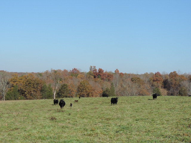 705 Maxeys Road Dillwyn, VA 23936 - Photo 1 of 1 Gallery Image 1
