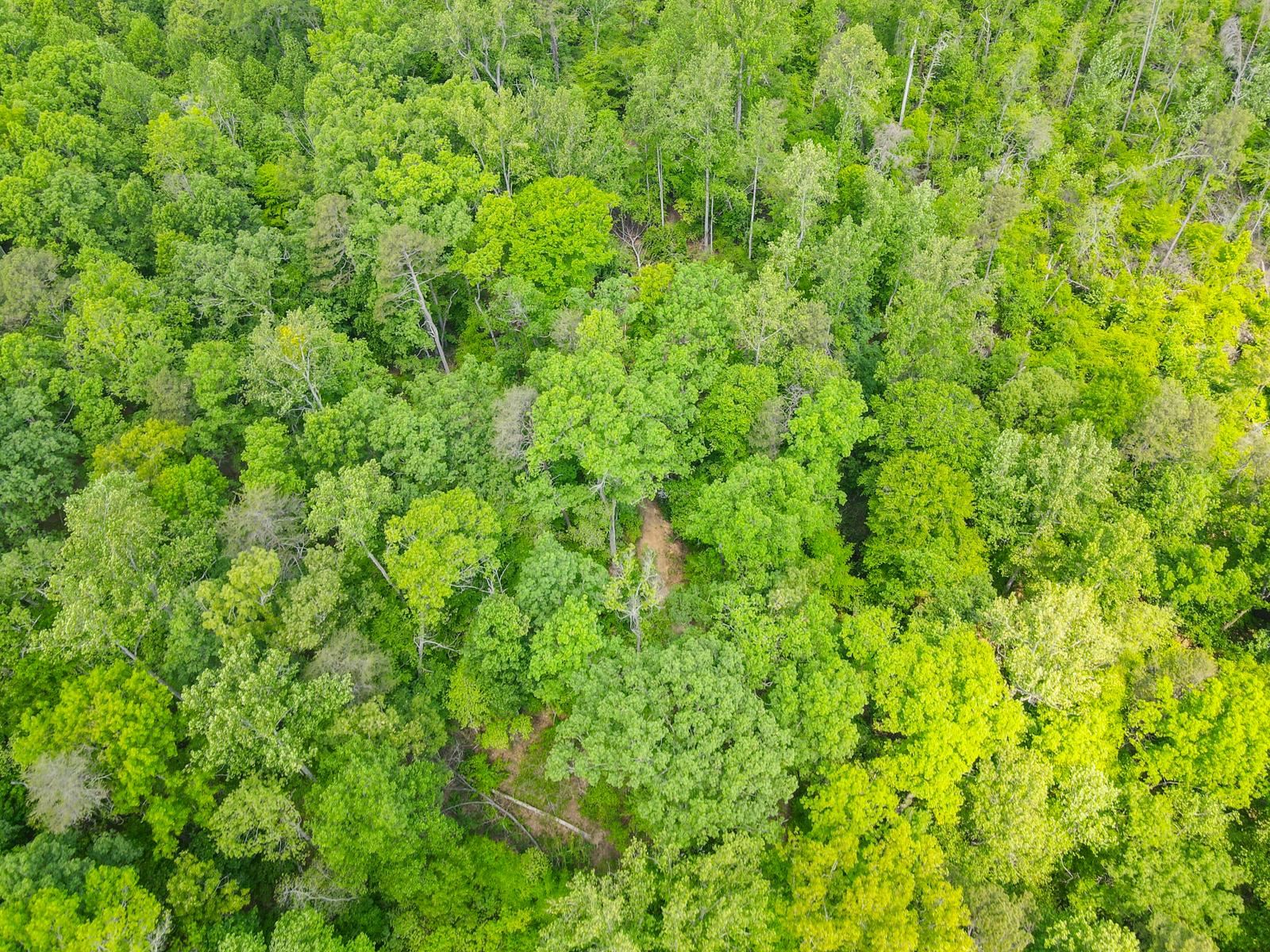 0 Motlow Creek Road Campobello, SC 29322 - Photo 9 of 12