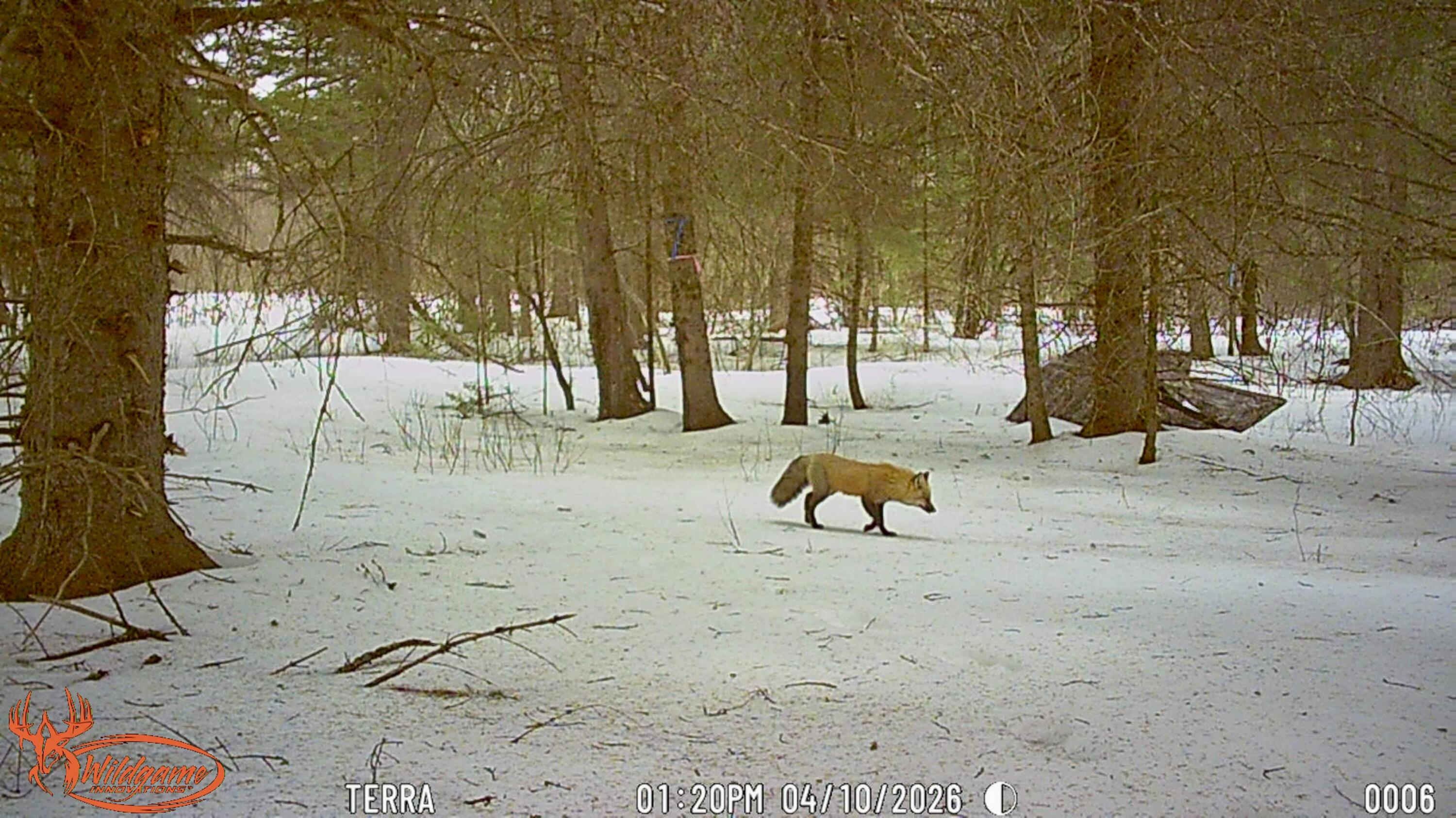 345 McIntyre Road Woodland, ME 04736 - Photo 24 of 28 Wildlife 5