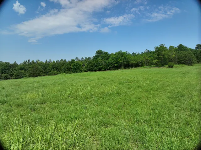 a view of a big yard with plants and large trees
