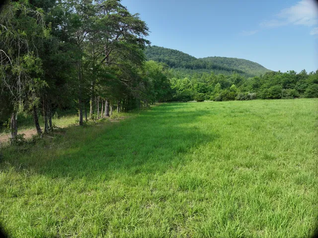 a view of grassy field with trees