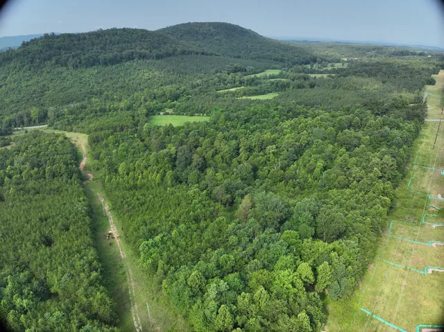 a view of a lush green forest with trees and some houses