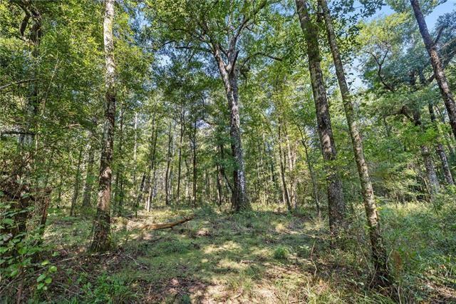 27499 Turkey Creek Road Independence, LA 70443 - Photo 19 of 28