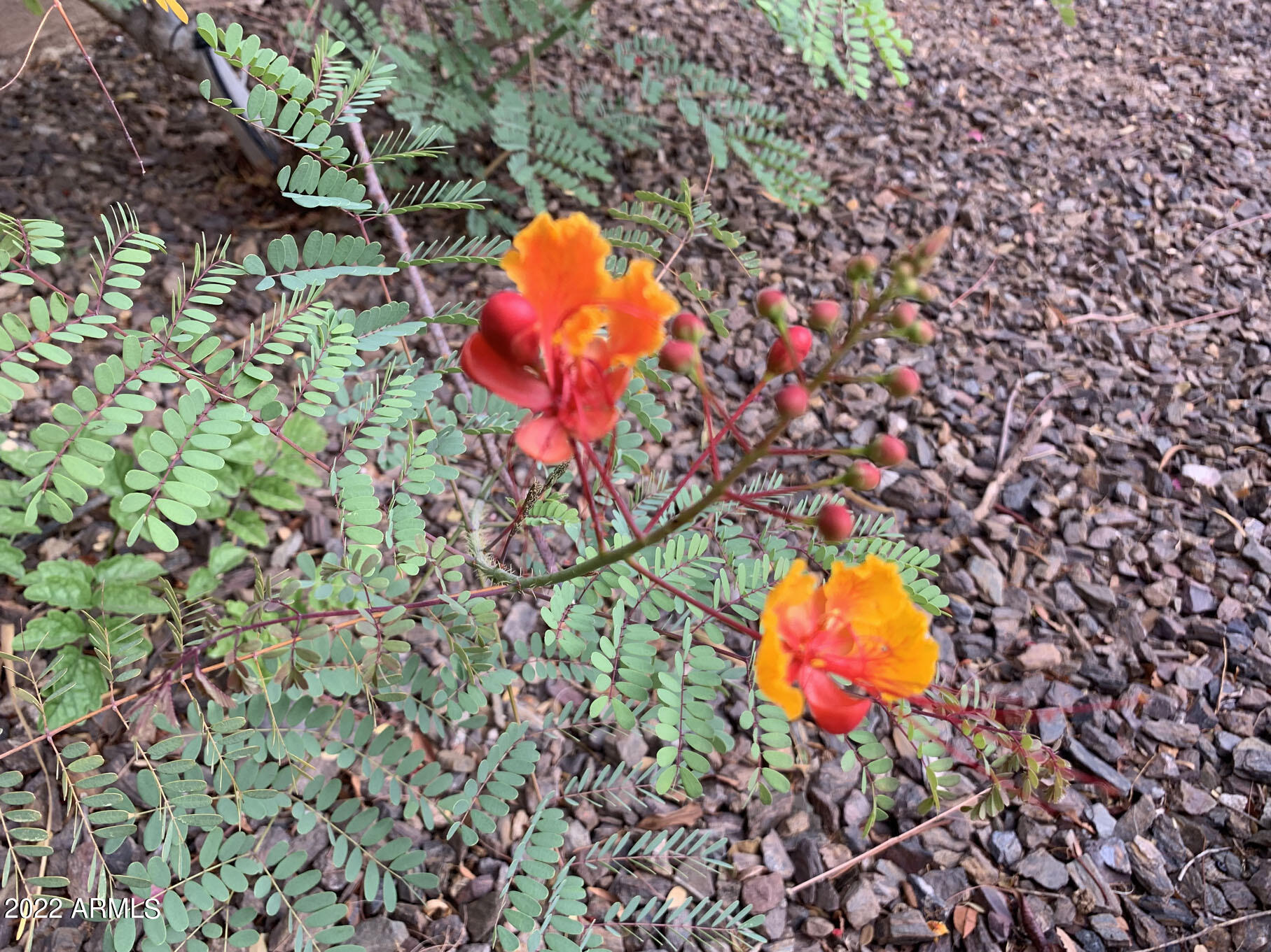 4302 East Bannock Street Phoenix, AZ 85044 - Photo 52 of 55 an aerial view of a house with a swimming pool and a yard