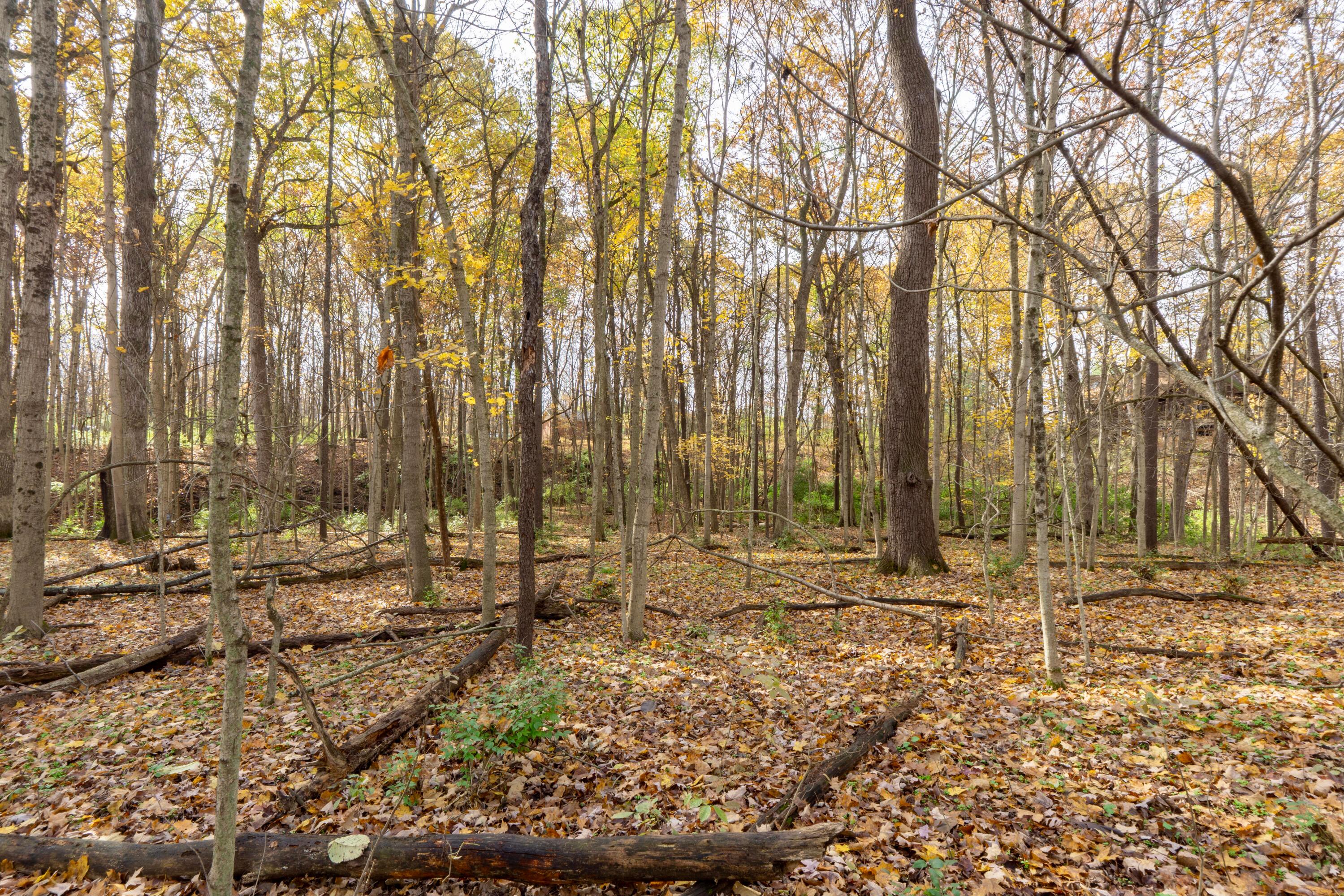 3880 Fry Road Ostrander, OH 43061 - Photo 69 of 82 Peaceful woods. Picture perfect!