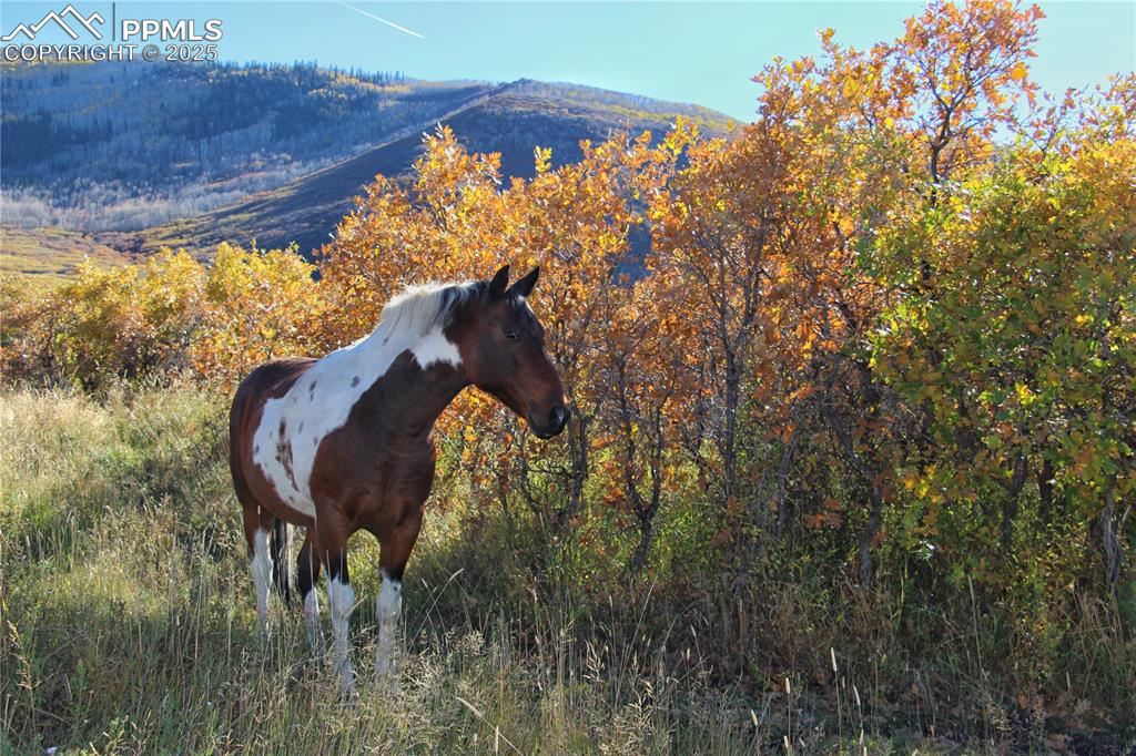 Undisclosed Address Mesa, CO 81643 - Photo 11 of 13 a view of a lake
