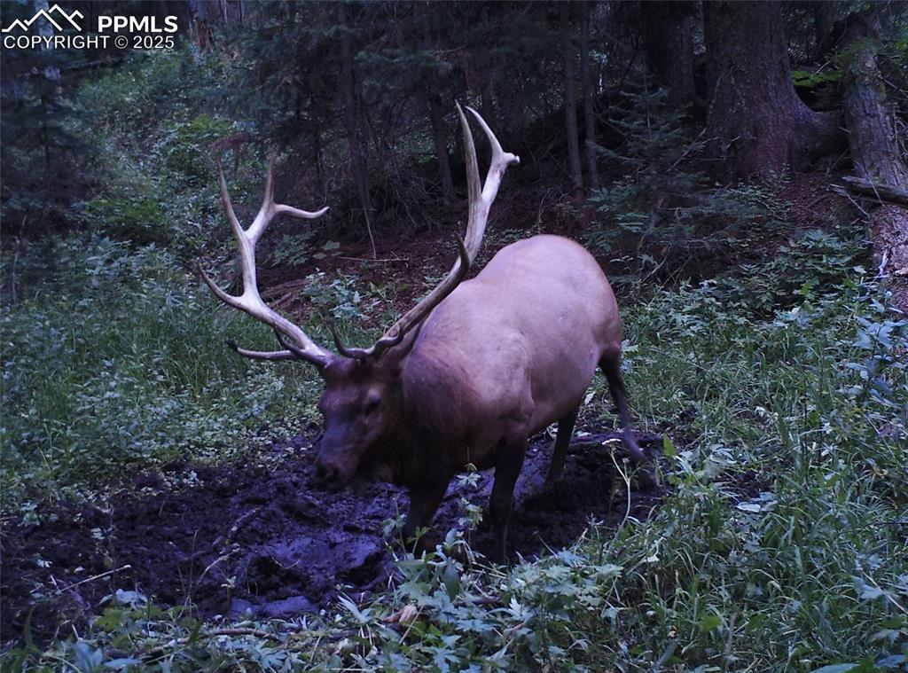Undisclosed Address Mesa, CO 81643 - Photo 6 of 13 a view of a backyard