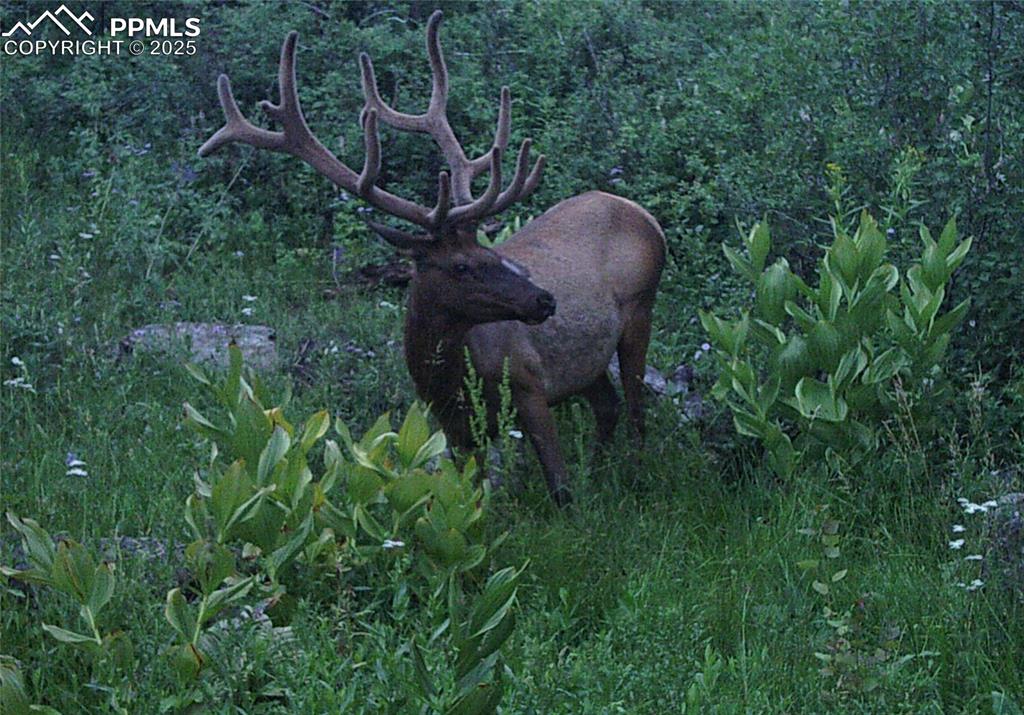 Undisclosed Address Mesa, CO 81643 - Photo 7 of 13 a backyard of a house with seating space and garden
