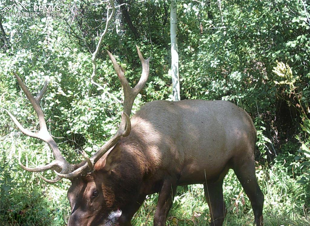 Undisclosed Address Mesa, CO 81643 - Photo 8 of 13 a view of a yard