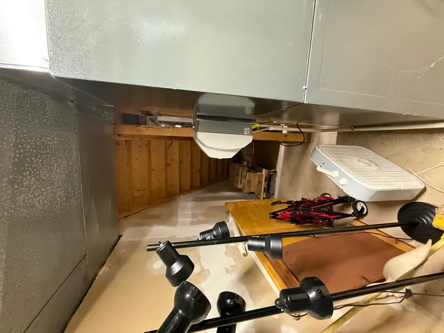 a close up of a plant