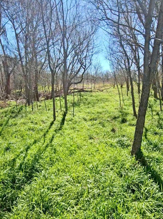 0 Bradshaw Road Austin, TX 78747 - Photo 12 of 12 View of yard