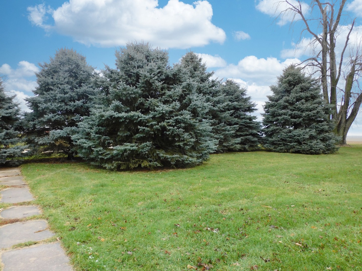 10797 West Fairmont Road Polo, IL 61064 - Photo 4 of 30 a view of a green yard