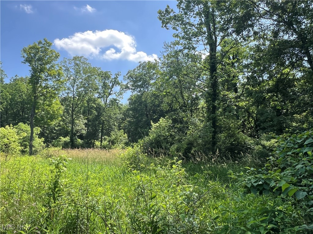 21251 Pitts Road Wellington, OH 44090 - Photo 12 of 14 View of wooded area