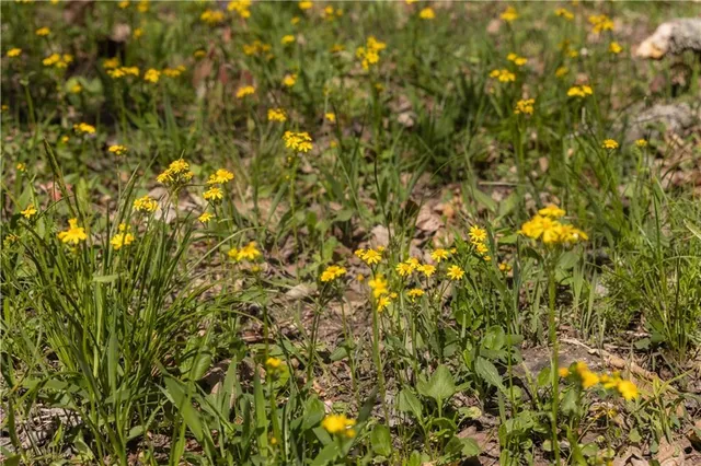 $399,900 | 27064 Hickory Tree Lane, Lincoln, MO 65338