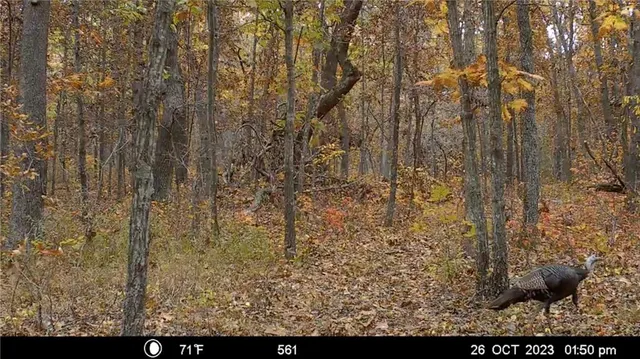 $399,900 | 27064 Hickory Tree Lane, Lincoln, MO 65338