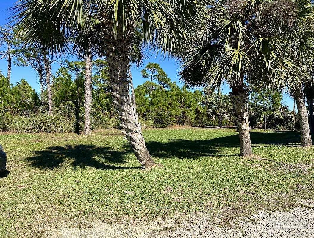 0 Cape San Blas Road Port St. Joe, FL 32456 - Photo 21 of 34 a view of a garden with a tree